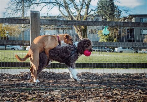 Dog wouldnt stop humping so she let him have it